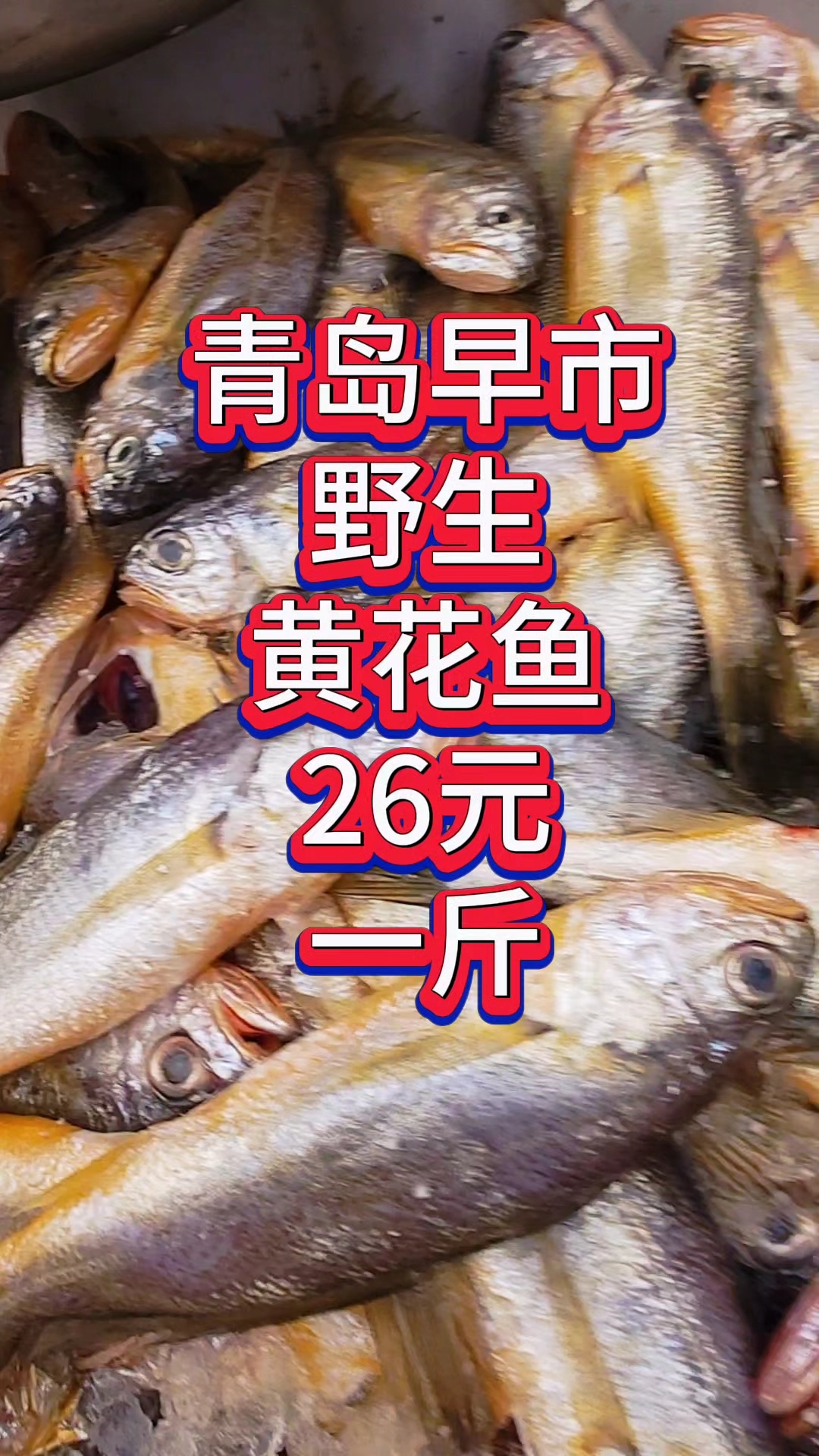 青岛早市，新鲜野生黄花鱼，26元一斤