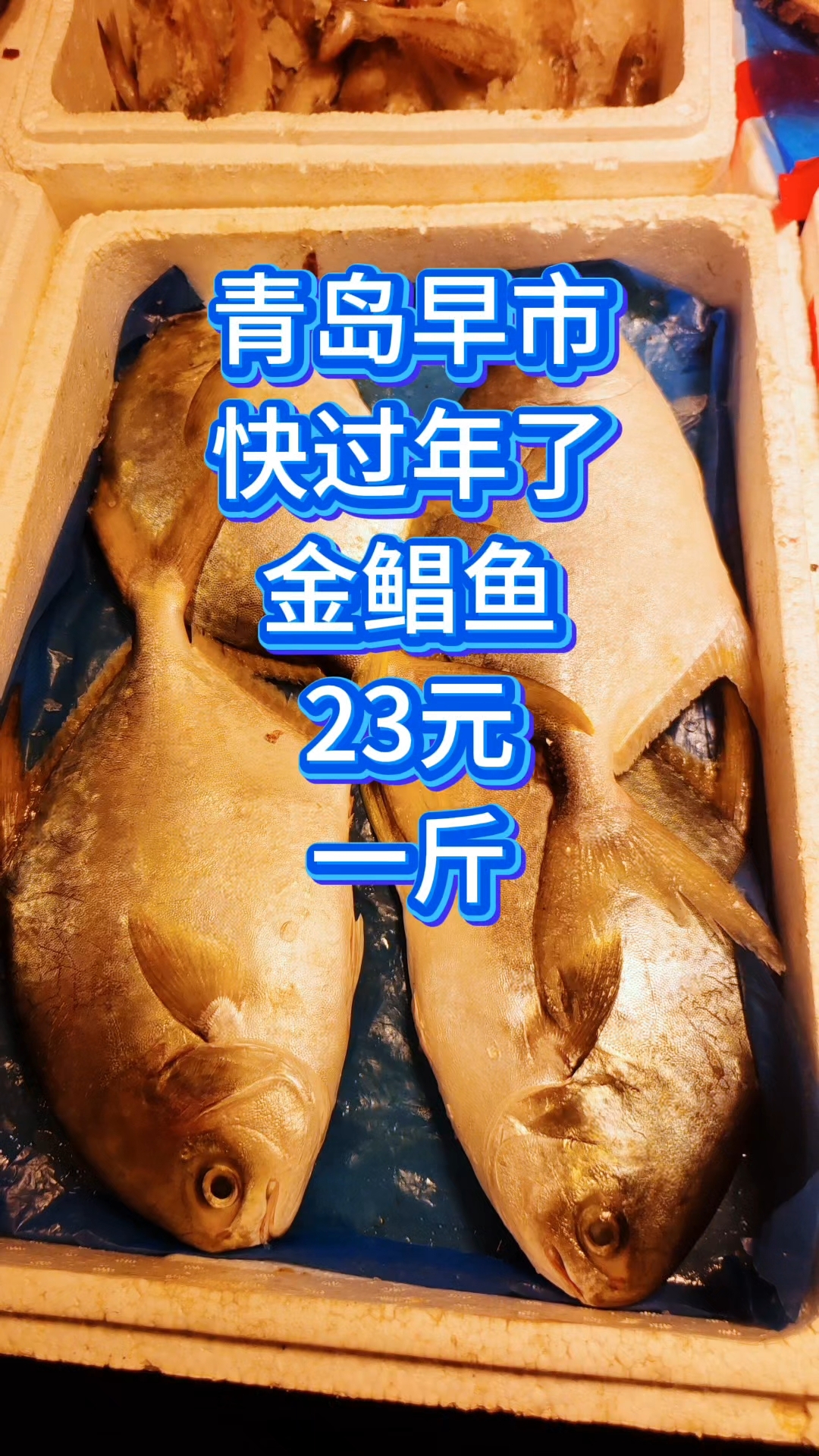 青岛早市,快过年了,金鲳鱼23元一斤