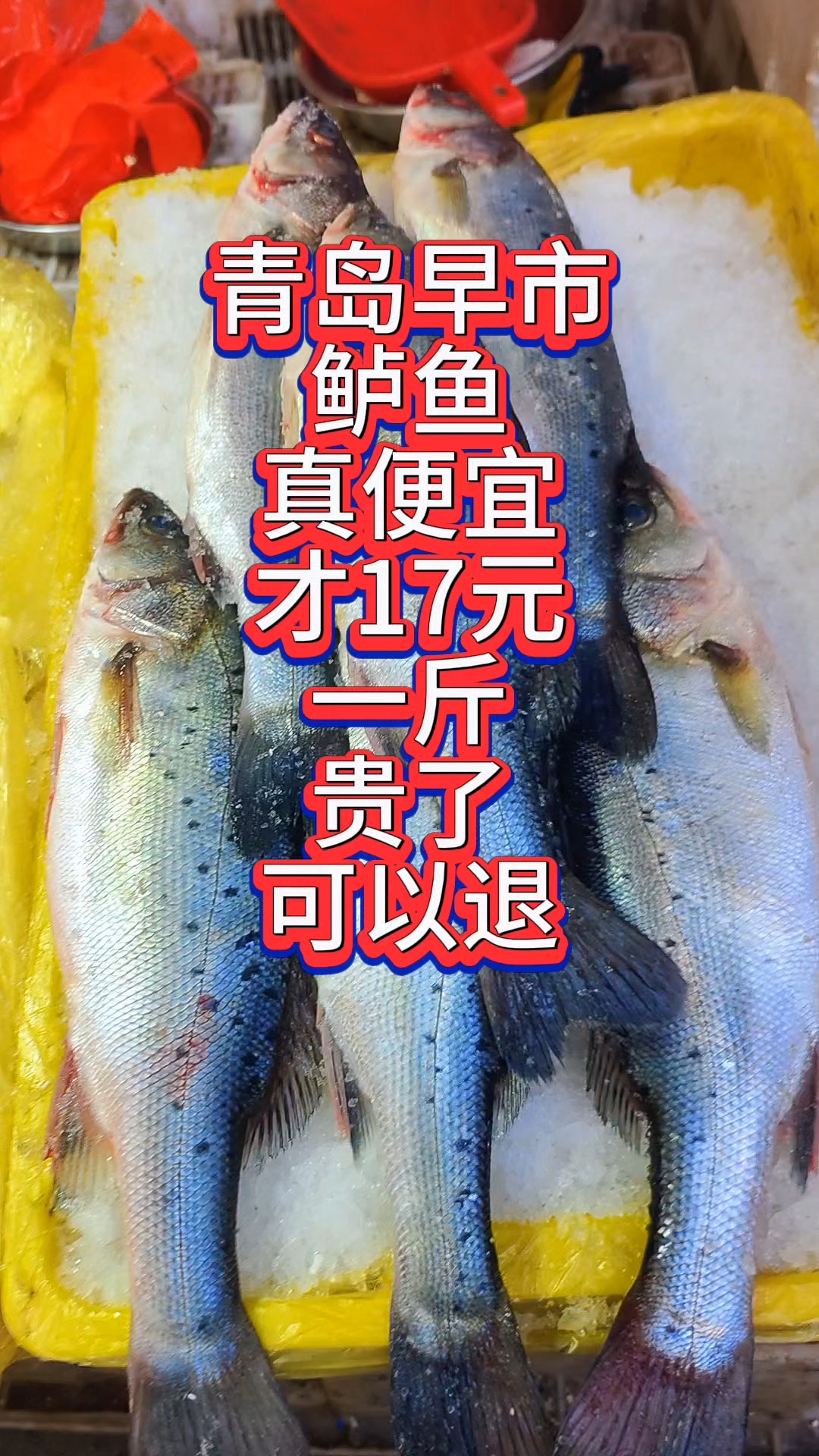 青岛早市鲈鱼真便宜，才17元一斤，买贵了还可以退