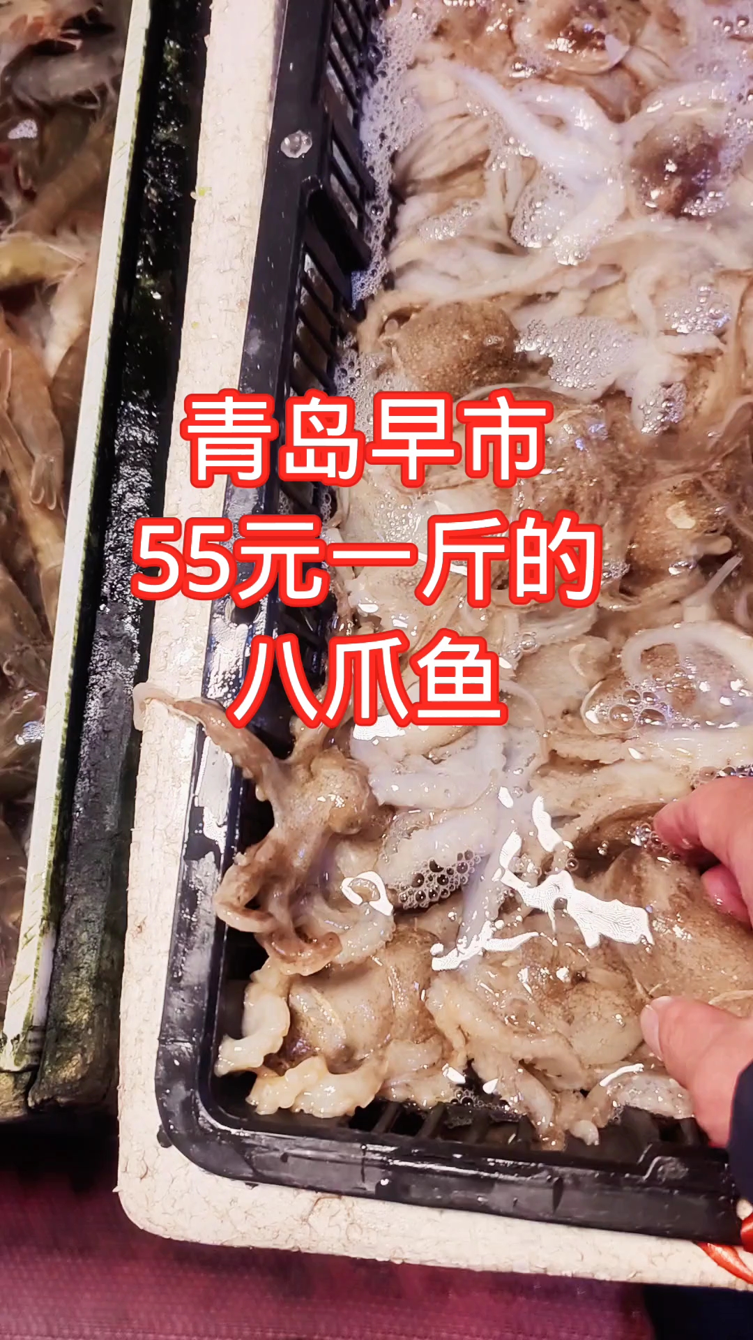 青岛早市,55元一斤的八爪鱼,价格偏高