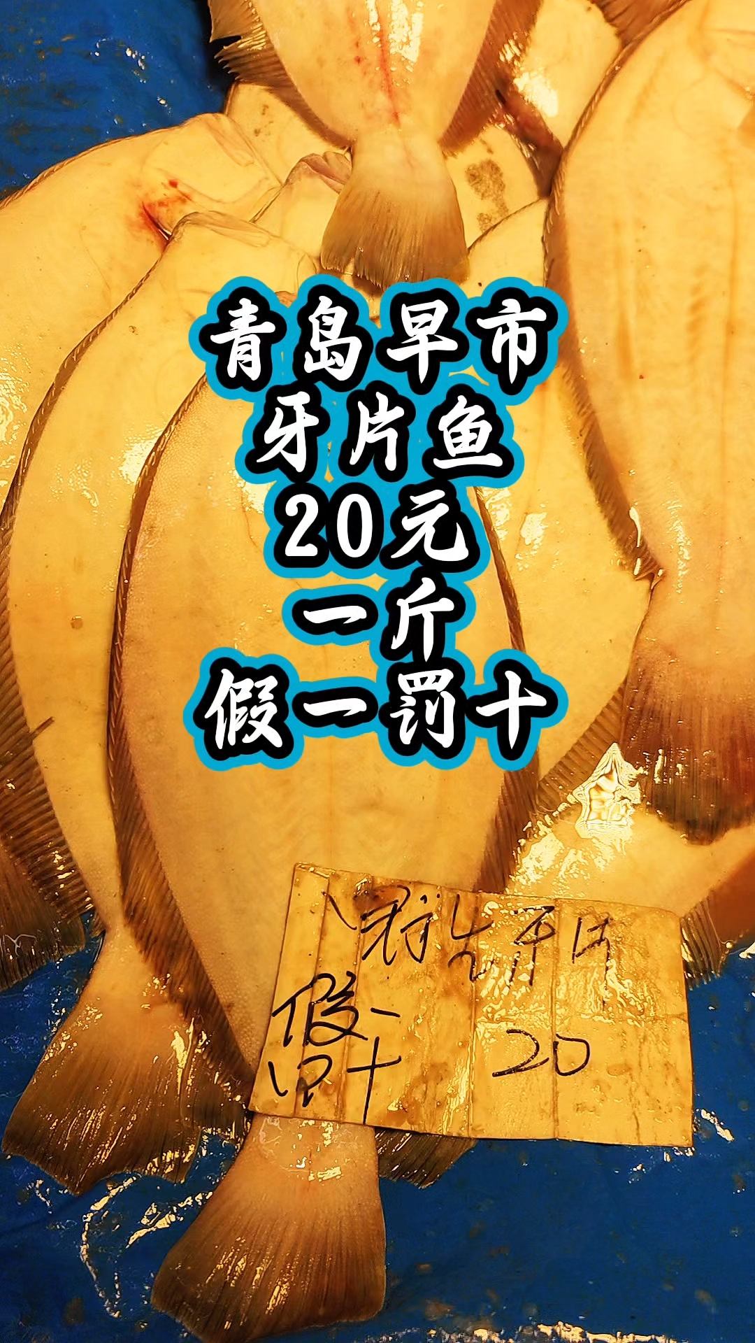 青岛早市,新鲜的牙片鱼假一罚十,20元一斤