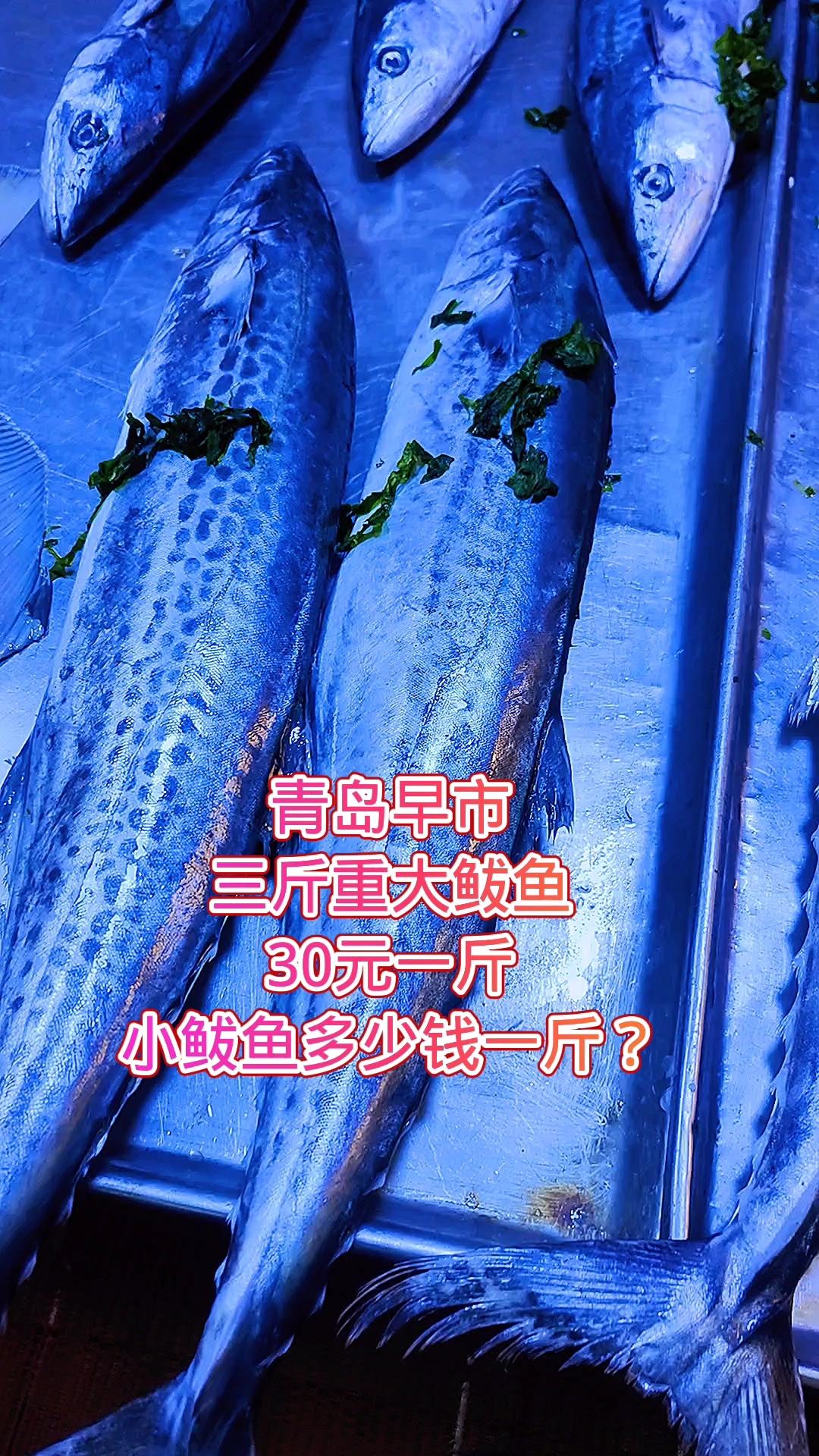 青岛早市,三斤重的大鲅鱼30元一斤,那小鲅鱼多少钱一斤?