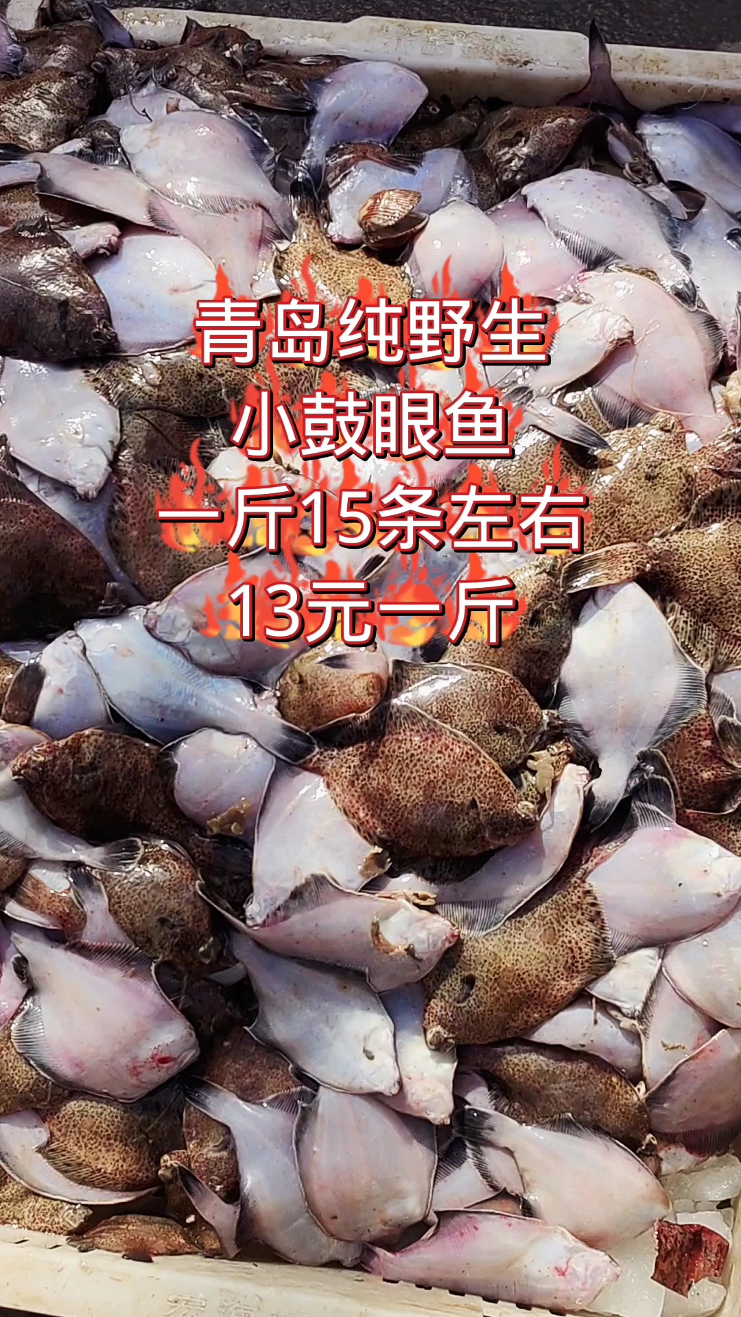 青岛纯野生小鼓眼鱼,一斤15条左右,13元一斤