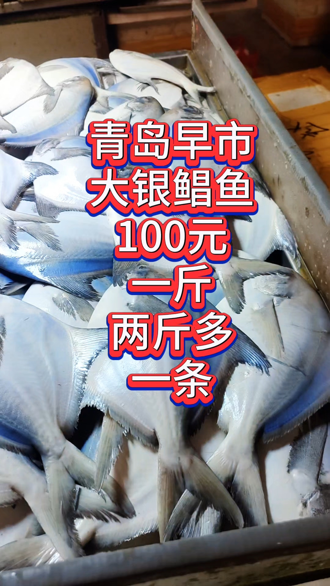 青岛早市，大银鲳鱼100元左右一斤，两斤多一条