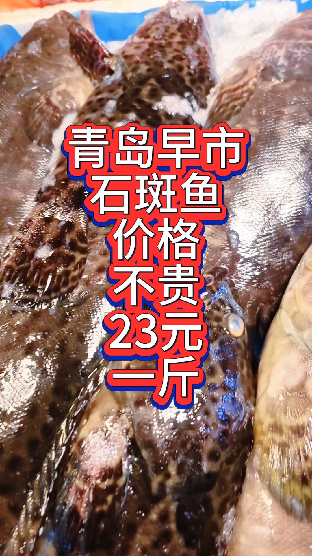 青岛早市，石斑鱼价格不贵，才23元一斤