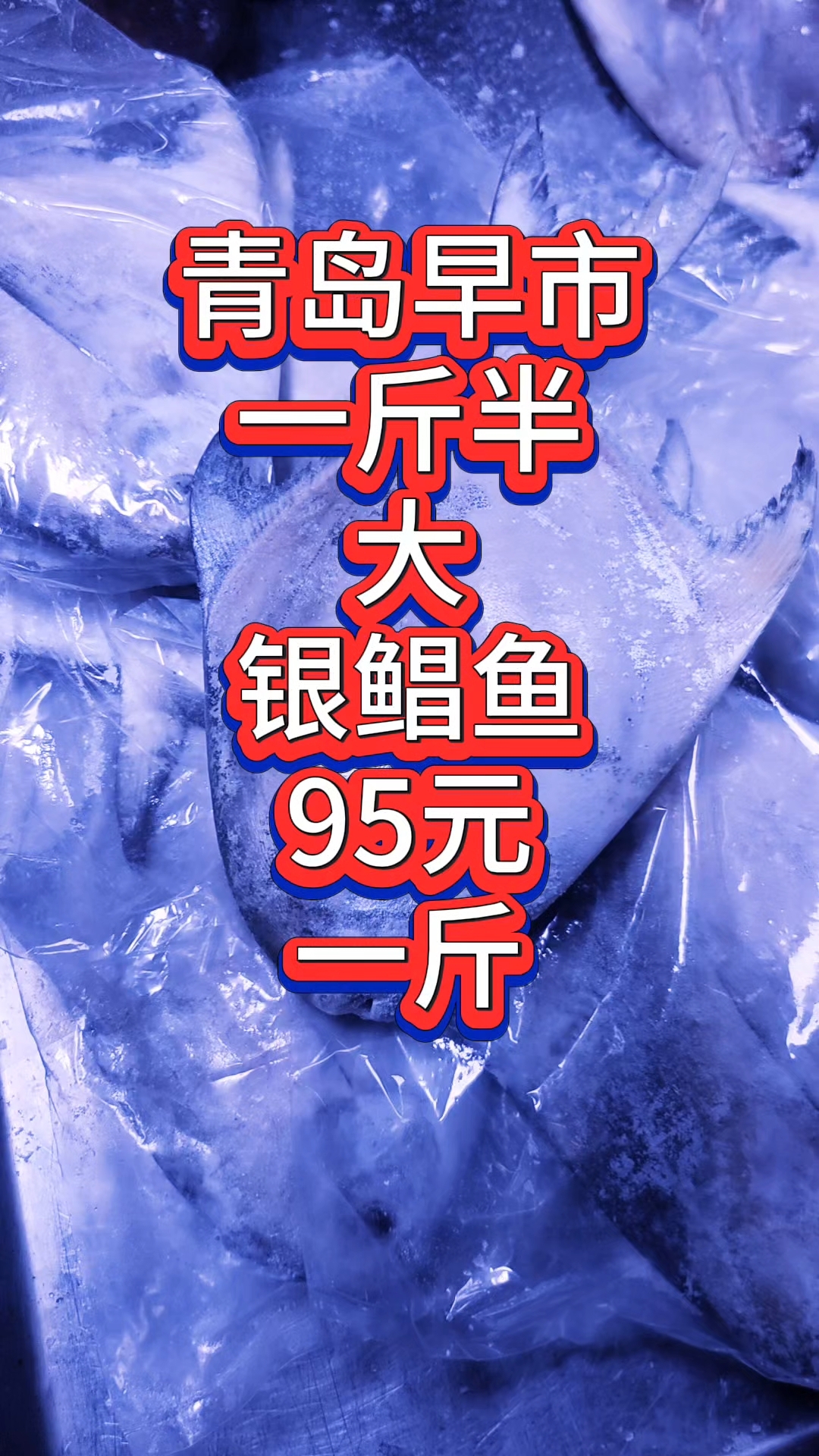 青岛早市,一斤半的大银鲳鱼便宜,才95元一斤,往年都100