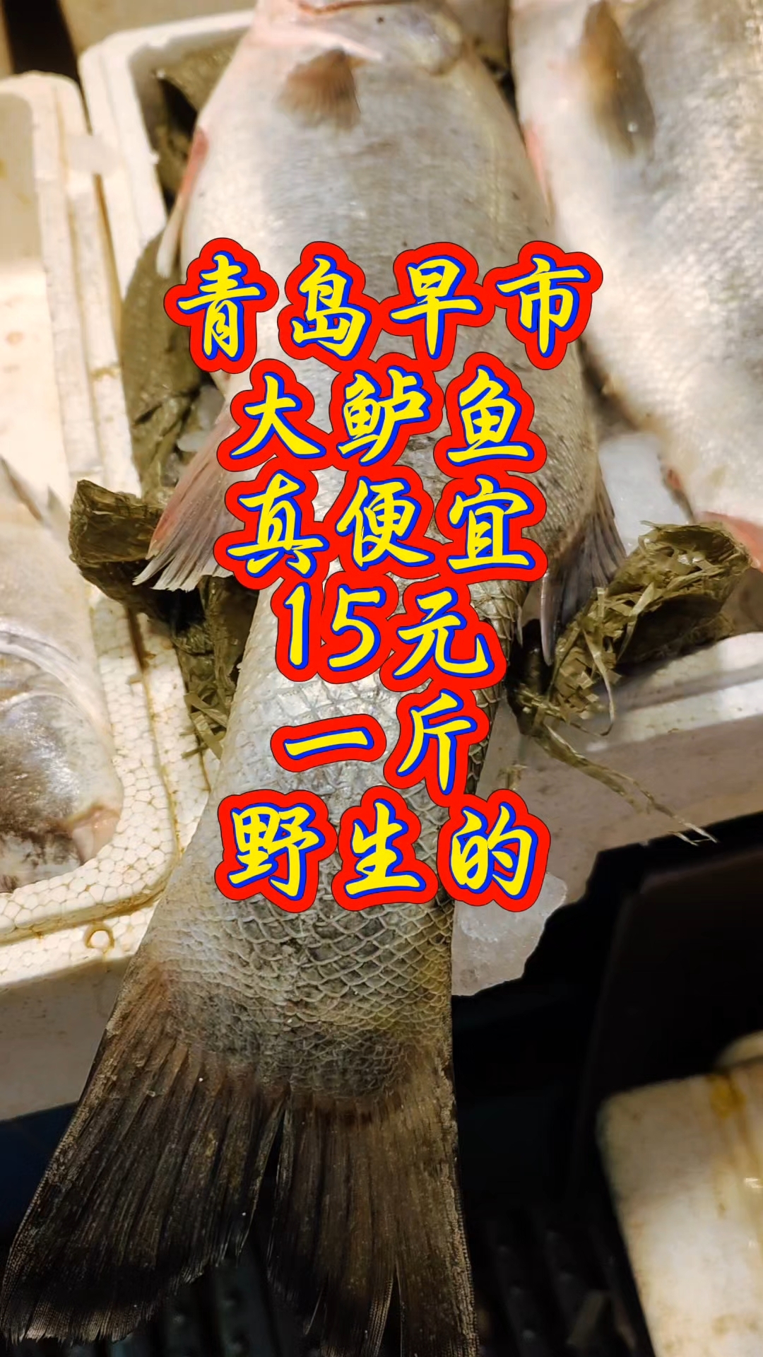 青岛早市,大鲈鱼真便宜,15元一斤,摊主称野生的,七八斤一条