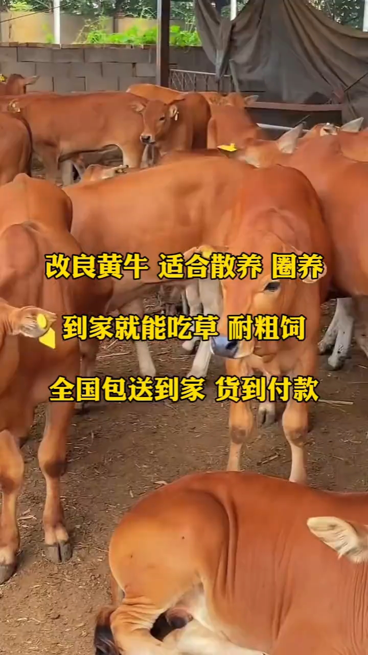 大型改良肉牛养殖基地