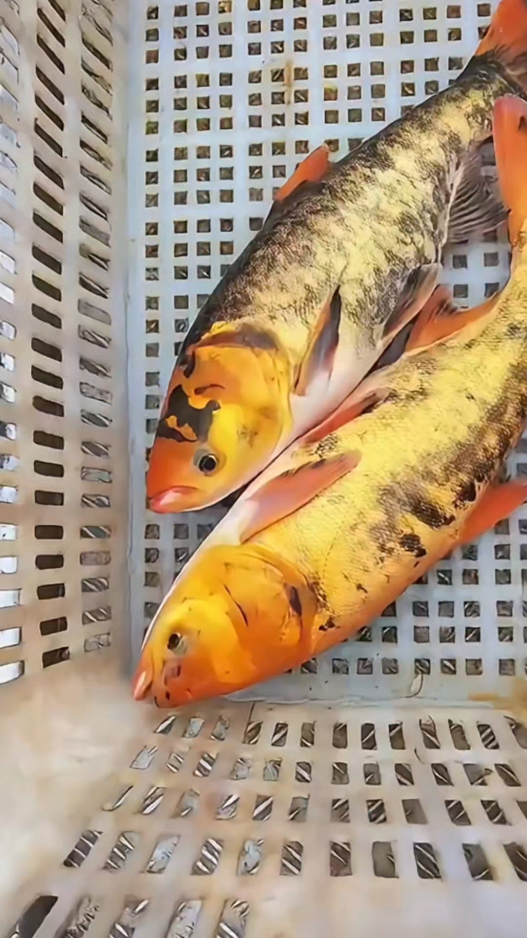 给这一对漂亮的鱼儿,起个名字吧