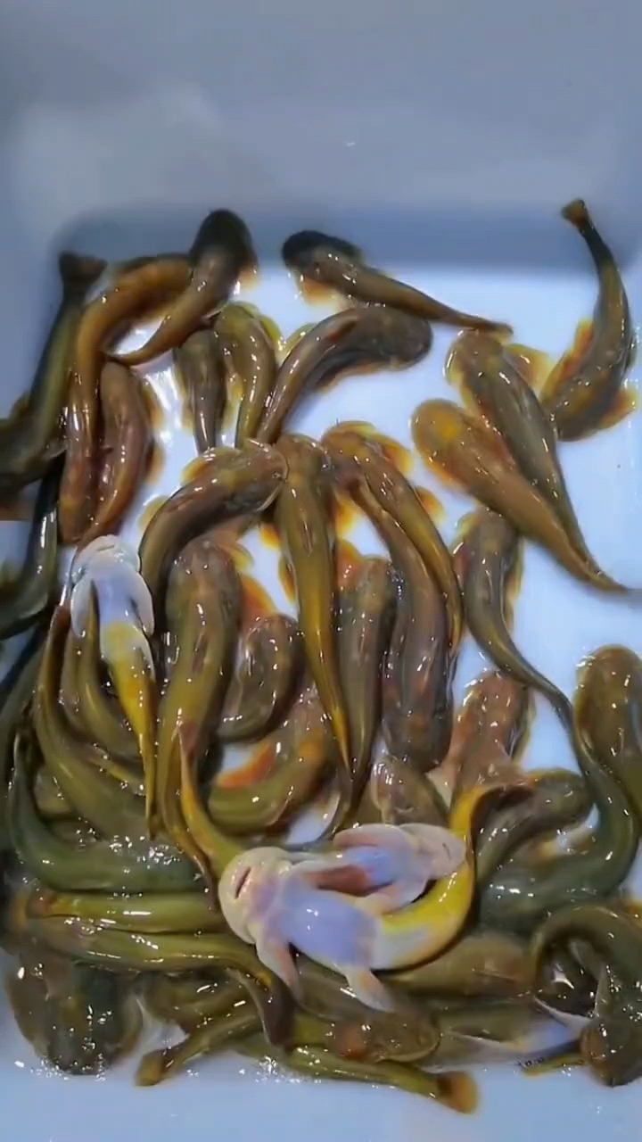 特种水产,石巴子鱼养殖。这种鱼见过的不多!
