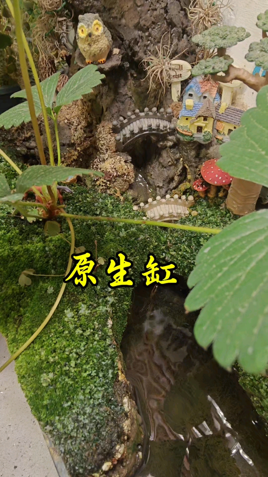 看看我的原生态鱼缸