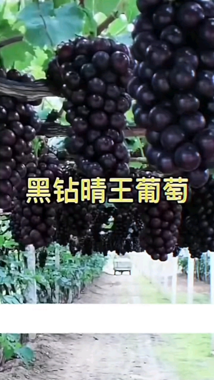 葡萄树苗,基地直发