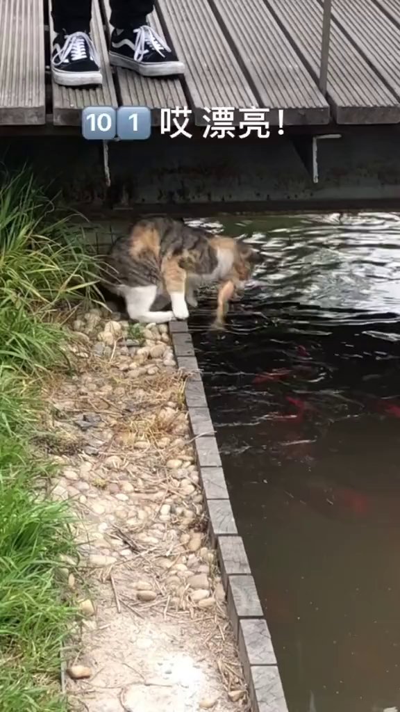 小猫钓鱼:轻松掌握的艺术#微信未读语音消息变灰#