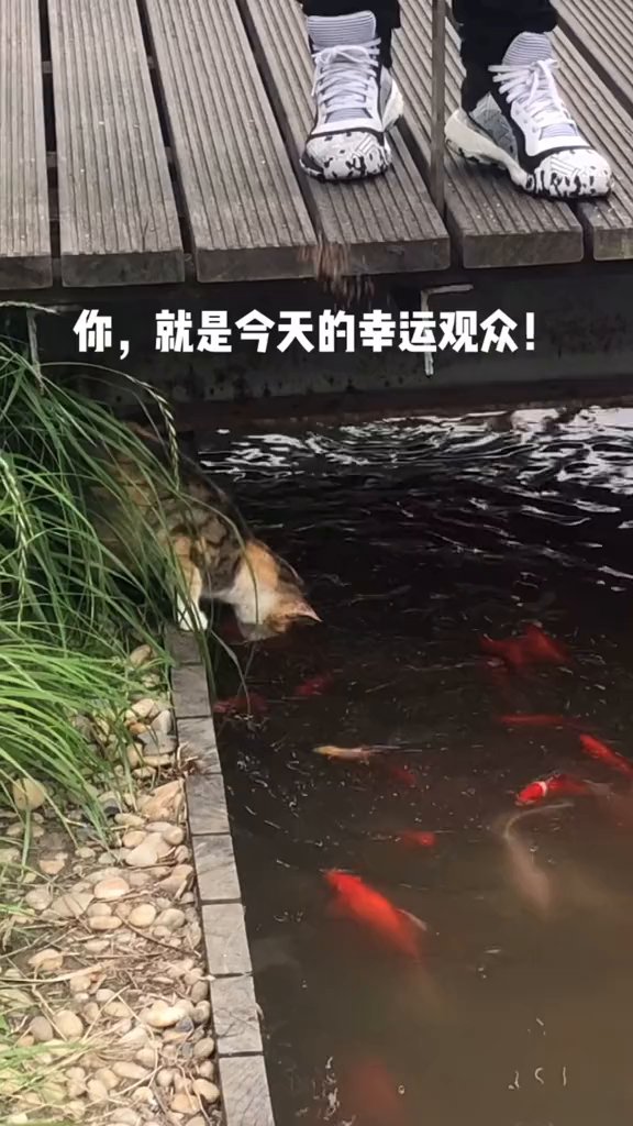 小猫河边钓鱼，抓住机遇终获丰收#AI温情短片#