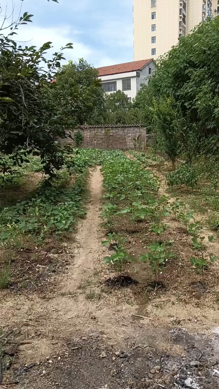 我想提笔写下诗句千行,写一写农村小菜园的模样