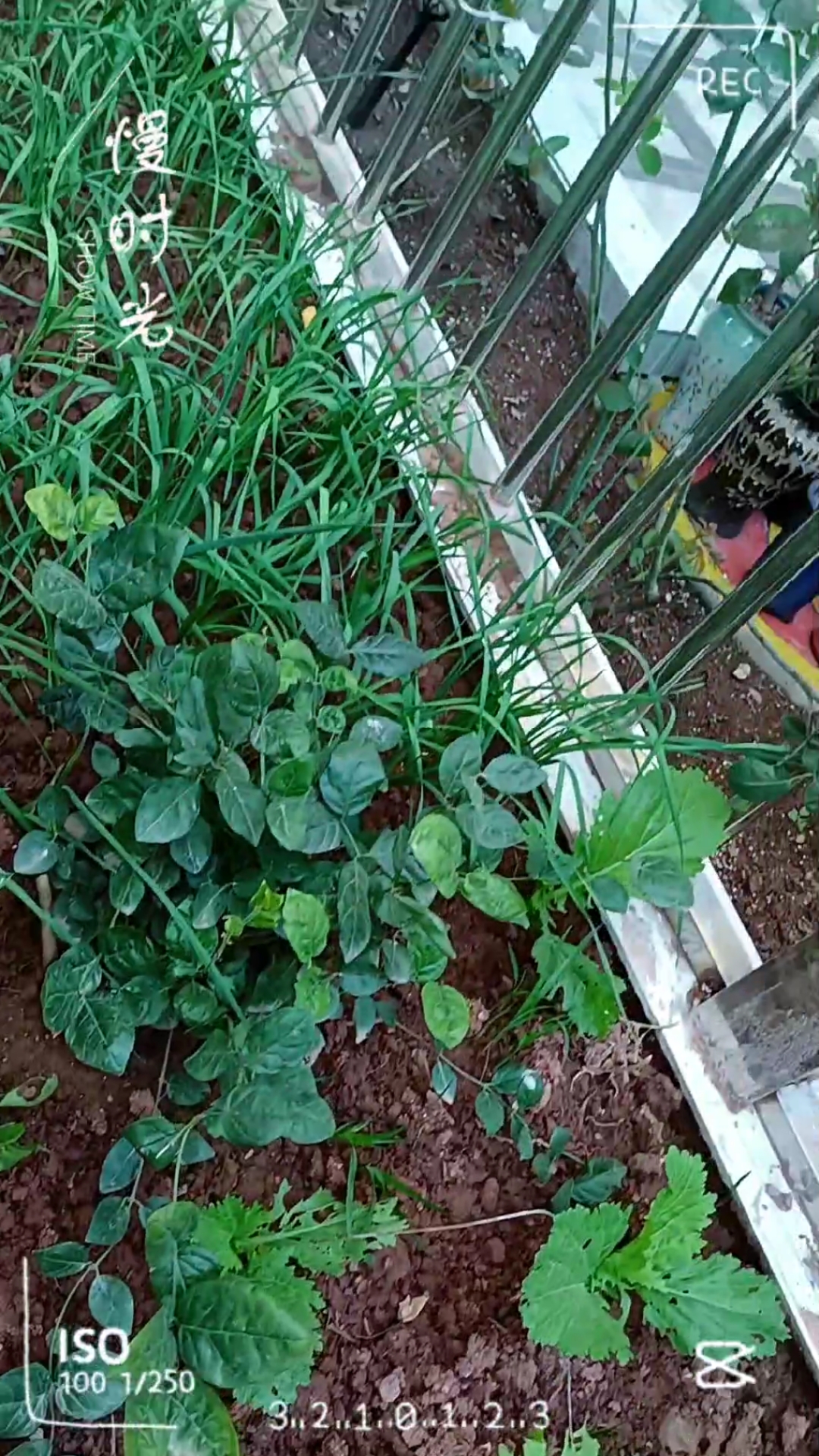 超有成就感!小菜园的各种小菜又长大了一点。新增加了菜品哦