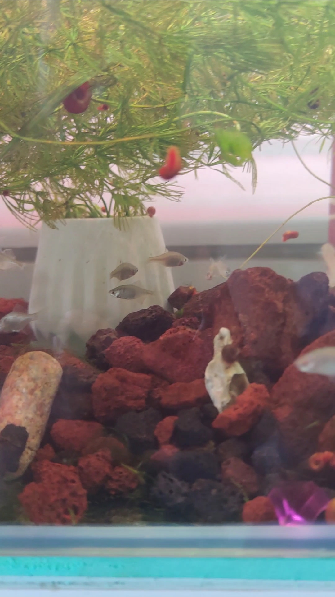 网购鳑鲏鱼观赏冷水鱼。东北养热带鱼太难,改养冷水鱼了