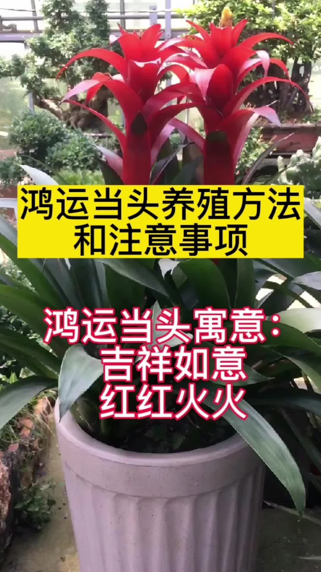 鸿运当头养殖方法和注意事项