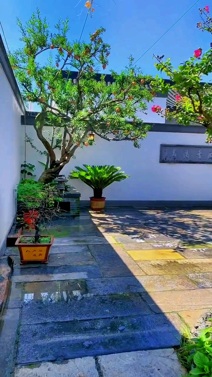 庭院老桩石榴景观树