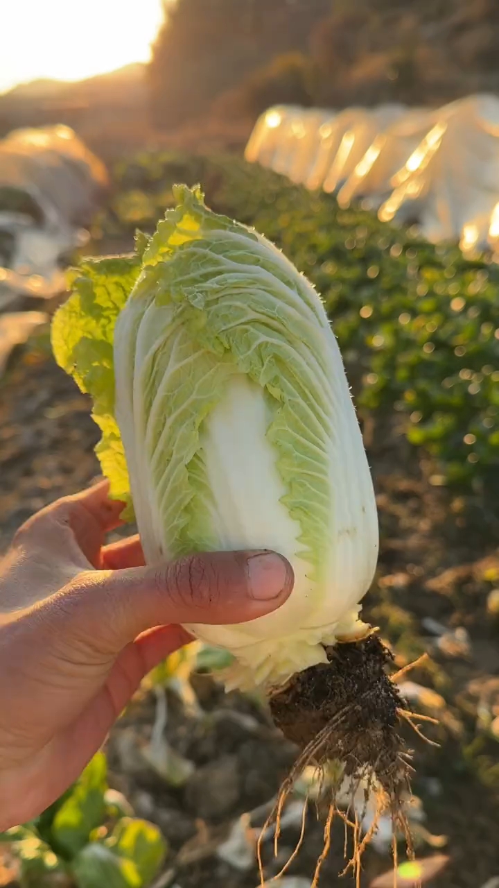 历时三个月零18天,从种子到成熟,娃娃菜的种植方法 