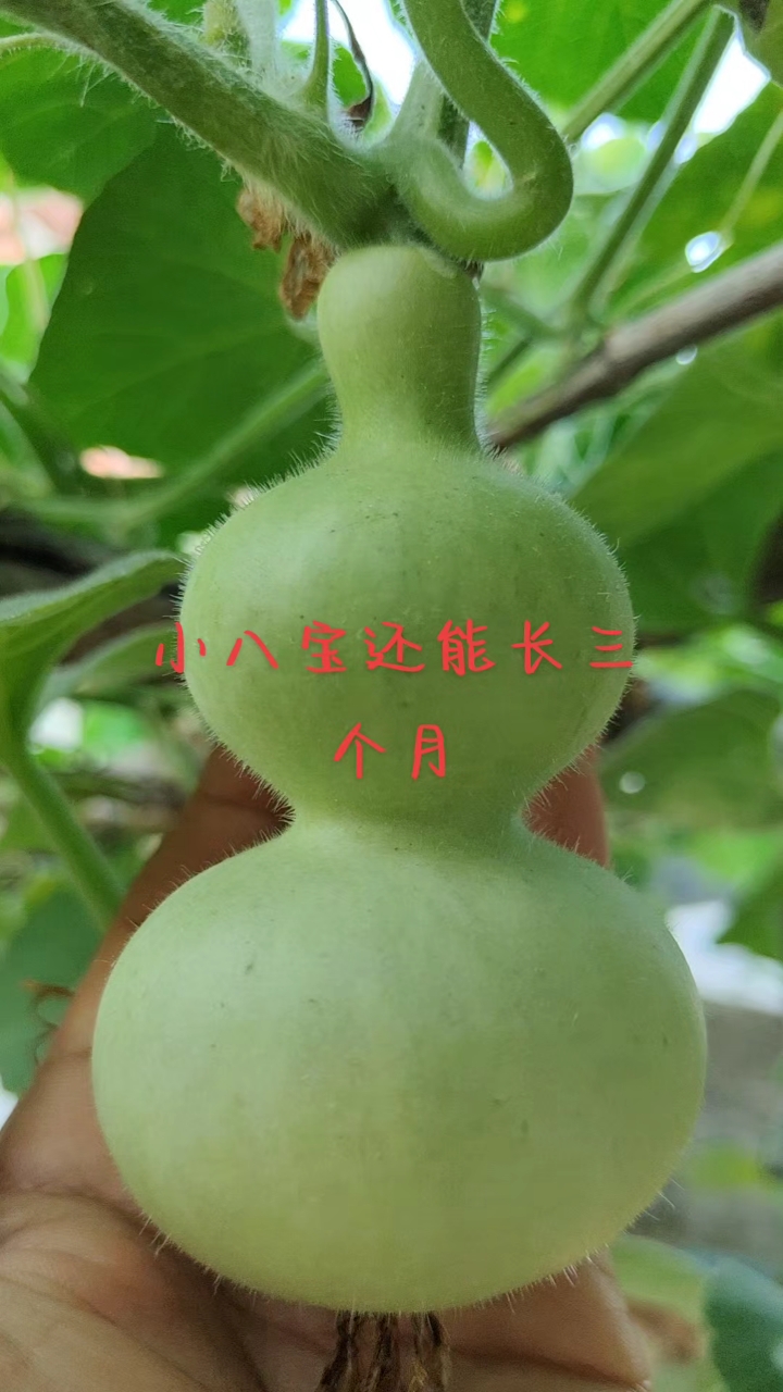 都是细腰4-6肚小八宝鸭