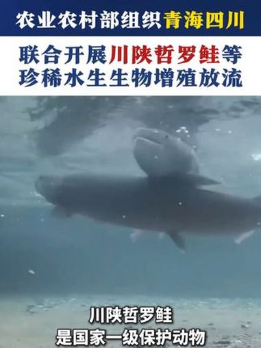 农业农村部组织青海四川联合开展川陕哲罗鲑等珍稀水生生物增殖放流 川陕哲罗鲑 极度濒危物种