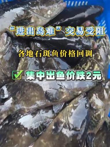 很多养殖户都想赶在春节前、港口不太拥堵的时候出鱼,结果大家一集中出鱼,鱼价反而跌了。#水产