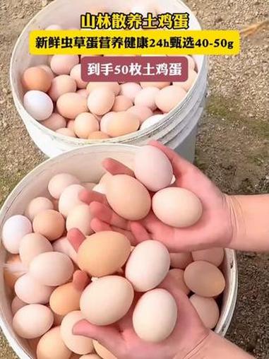 生态散养土鸡 农村土鸡蛋 营养丰富 特色农产品