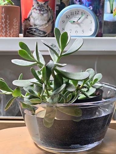 干透浇透,平常土没干不要浇!浸盆法 演员表已打在视频里。家里一片欣欣向荣的景象真是太治愈了