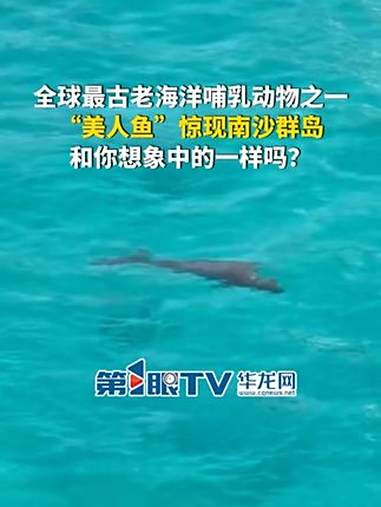 “美人鱼”惊现南沙群岛。儒艮是全球最古老的海洋哺乳动物之一，被民间称为“美人鱼”，和你想象