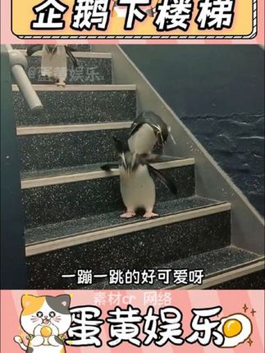 好可爱好q弹呀 可爱 萌宠 企鹅