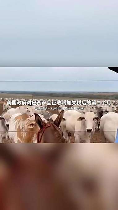 美国政府对巴西产品征收附加关税后的第二个月,巴西对华大豆和牛肉出口量创纪录