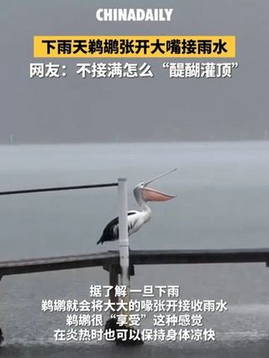 下雨天鹈鹕张开大嘴接雨水,网友:不接满怎么“醍醐灌顶”。趣中国