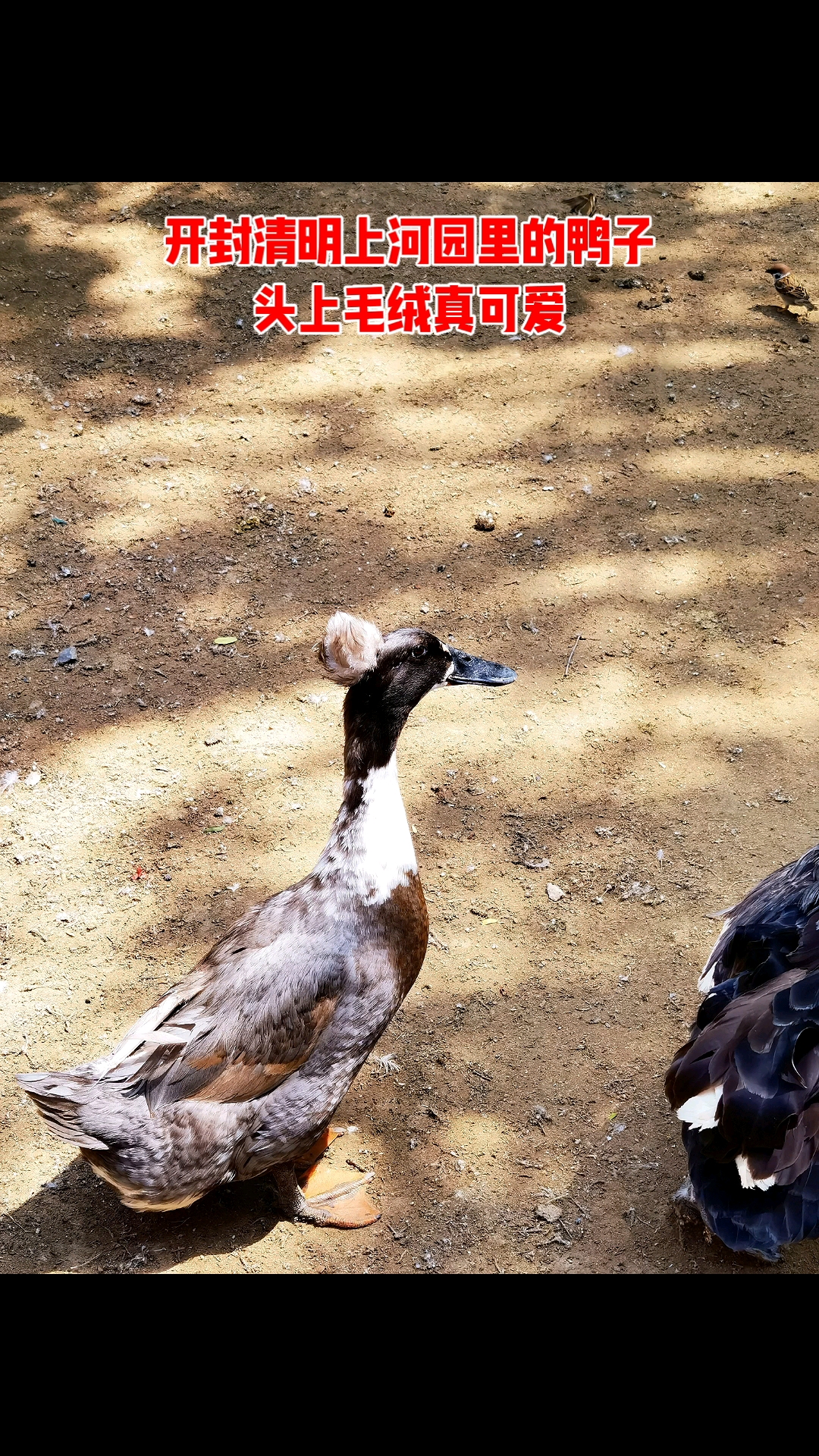 这种头顶毛绒冠的鸭子真可爱!叫什么名称呢?  #鸭子#清明上河园#开封