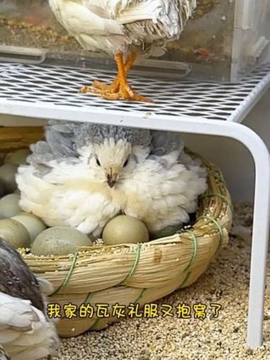 把鸡妈妈抱窝的蛋捡了,她知道不会咬我吧 芦丁鸡 网红鸡 观赏鸡