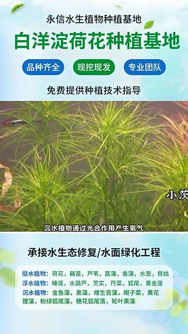 邢台市沉水植物种植工程 竹叶眼子菜批发 洛阳市狐尾藻基地 许昌市沉水植物狐尾藻 新疆维吾尔
