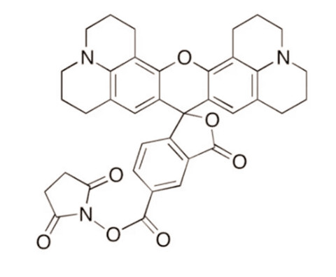 ROX NHS ester 5 isomer可以被共价地连接到生物分子上