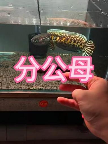 分公母 雷龙鱼 黄金眼镜蛇雷龙 养鱼 养鱼日记 巴卡雷龙