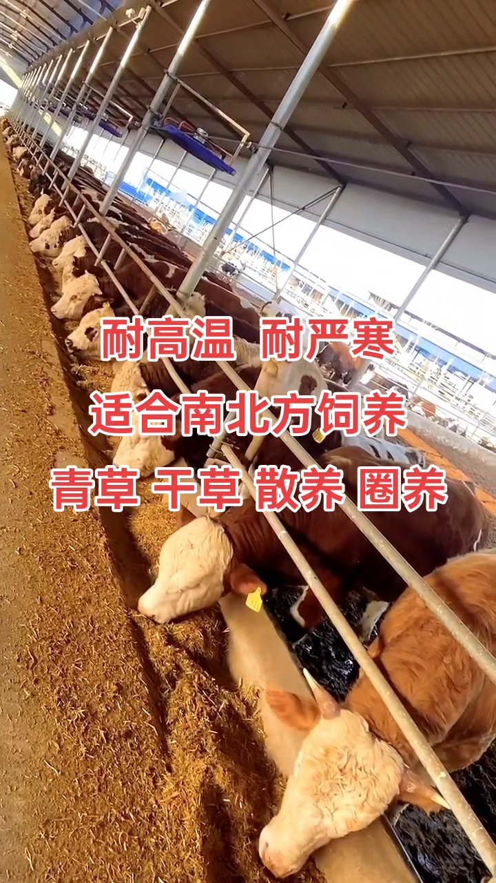 #育肥肉牛犊肉牛养殖 #西门塔尔牛的养殖方法 #养牛创业致富
