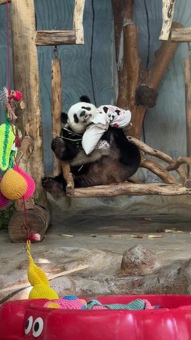 小企鹅舜舜一个抱枕玩得不亦乐乎 大熊猫 可爱 大熊猫舜舜