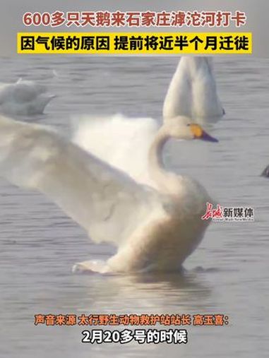 近日,河北石家庄。600多只天鹅来石家庄滹沱河打卡,因气候的原因,提前将近半个月迁徙。天鹅