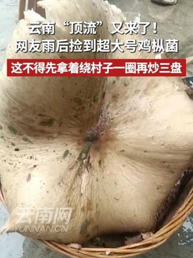 云南“顶流”又来了！网友雨后捡到超大号鸡枞菌，这不得先拿着绕村子一圈再炒三盘！云南人的快乐