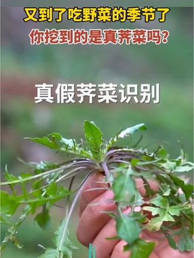 又到了吃野菜的季节了,你挖到的是真荠菜吗?真假荠菜