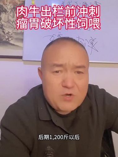 肉牛出栏前冲刺,瘤胃破坏性饲喂 牛价行情 养牛人 教授说牛羊 肉牛养殖 农村创业养殖