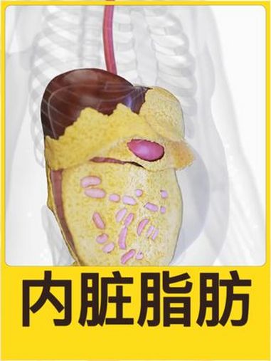 夏天前,动起来!人体结构 内脏脂肪