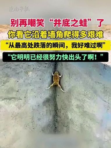 别再嘲笑“井底之蛙”了!你看它沿着墙角爬得多艰难,“从最高处跌落的瞬间,我好难过啊”“它明