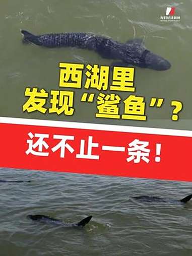 杭州西湖里鲨鱼出没 杭州公安黑科技仿生鱼 杭州产的鲨鱼能捞手机 杭州仿生机器鲨鱼可在西湖找