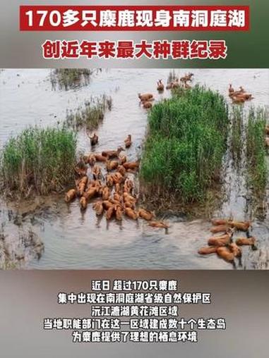 170多只麋鹿现身南洞庭湖，创近年来最大种群纪录。#益阳