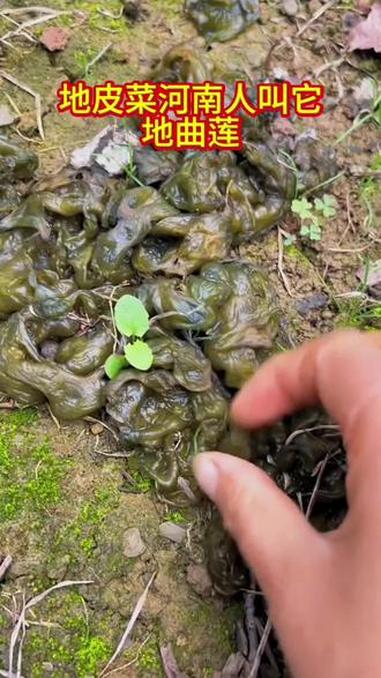 这种野生植物叫地皮菜 三农 野生植物 地皮菜