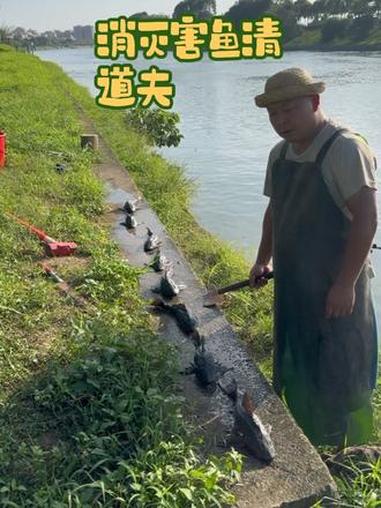 清道夫作为外来入侵物种，无天敌、繁殖快，大肆吞食鱼卵和鱼苗，严重破坏水域生态。集中清理、彻
